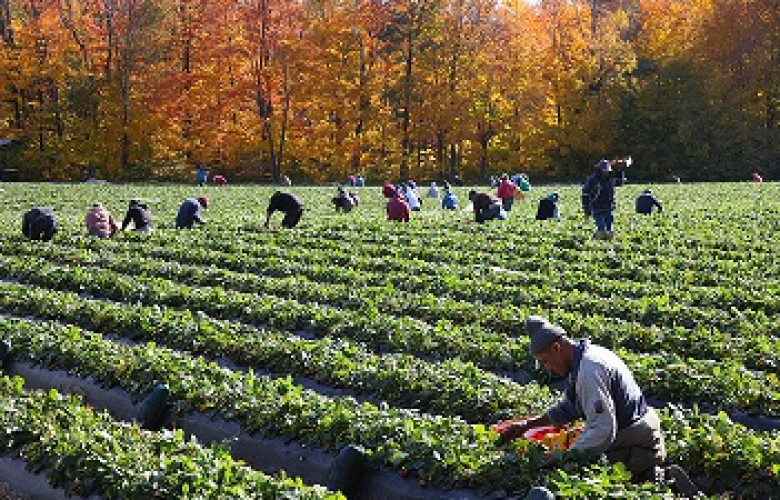 231117 Strawberry harvest in Quebec Canada