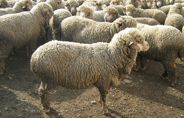 240520 Ascanian sheep 2